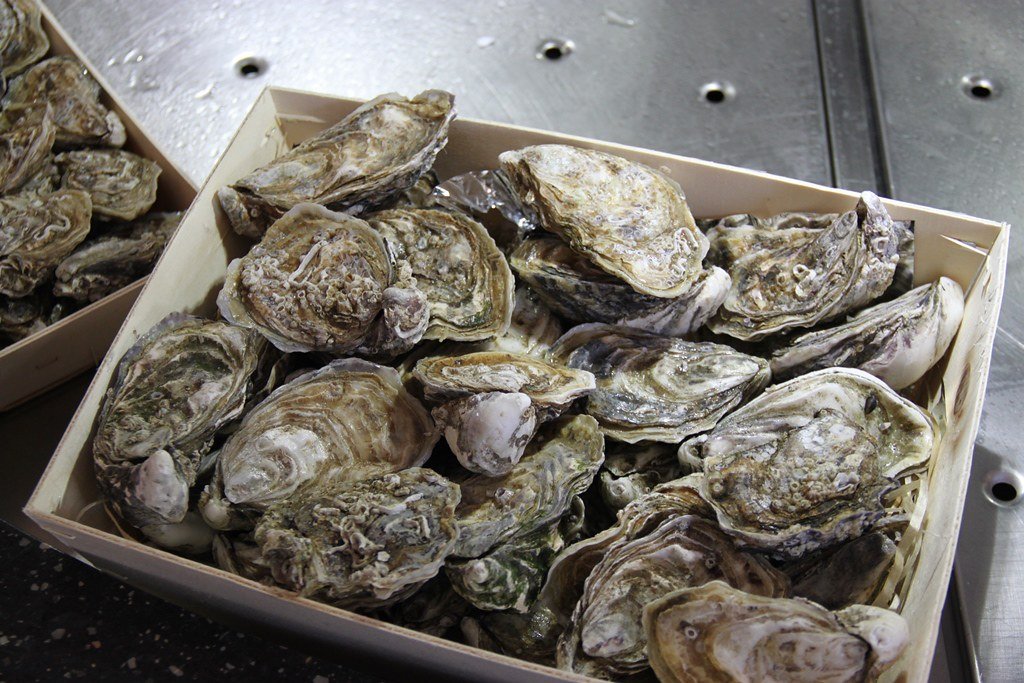 A wooden crate piled with whole, unshucked oysters